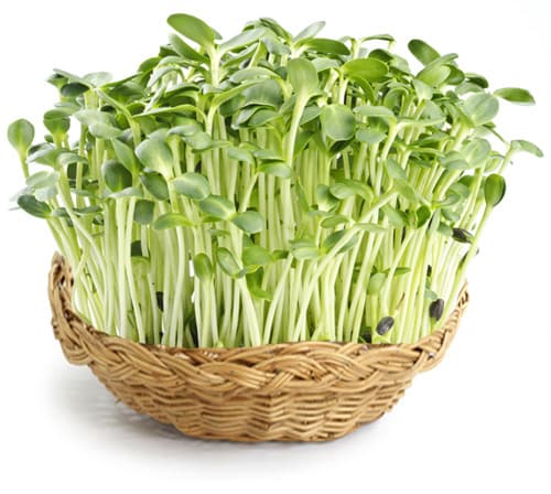 Sunflower sprout extract (สารสกัดจากต้นอ่อนทานตะวัน)